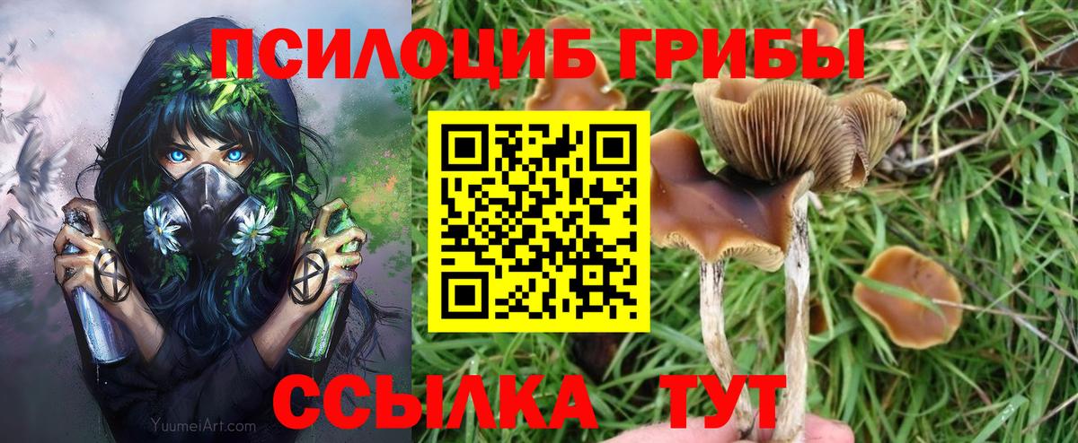 Иваново  Псилоцибиновые грибы Psilocybe  Вход с VPN 
